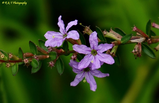 {Lythrum alatum}
